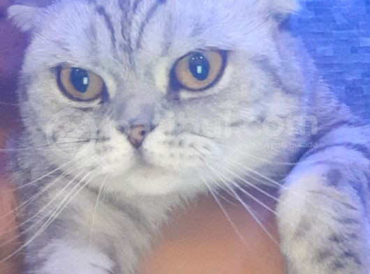 Ucretsiz Cins Kedi