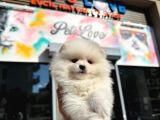 3 Aylık Pomerian Boo