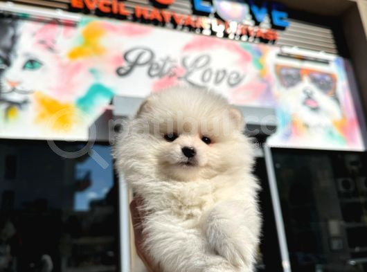 3 Aylık Pomerian Boo