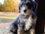 Bernedoodle merle orjinal safkan gerçek Tüy dökmez