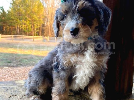 Bernedoodle Merle Orjinal Safkan Gerçek Tüy Dökmez