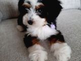 Bernedoodle Merle Orjinal Safkan Gerçek Tüy Dökmez
