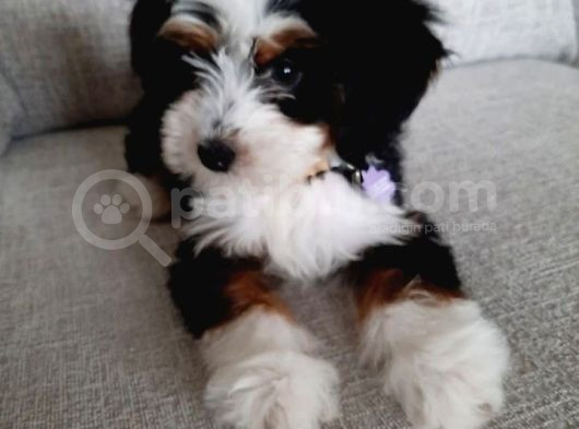 Bernedoodle Merle Orjinal Safkan Gerçek Tüy Dökmez görsel
