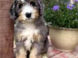 Bernedoodle Merle Orjinal Safkan Gerçek Tüy Dökmez