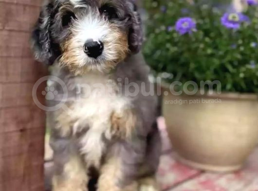 Bernedoodle Merle Orjinal Safkan Gerçek Tüy Dökmez görsel