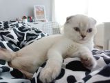 Scottish Fold Dişi Açıklamayı Okuyun