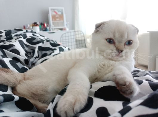 Scottish Fold Dişi Açıklamayı Okuyun görsel