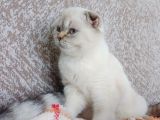 Scottish Fold Dişi Açıklamayı Okuyun