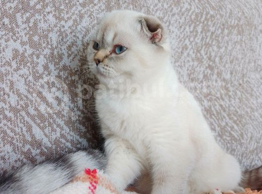Scottish Fold Dişi Açıklamayı Okuyun görsel