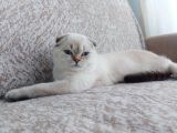 Scottish Fold dişi Açıklamayı okuyun