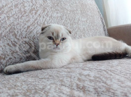 Scottish Fold Dişi Açıklamayı Okuyun