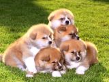 Orjinal japon Akita bebeklerimiz
