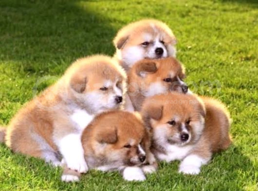 Orjinal Japon Akita Bebeklerimiz