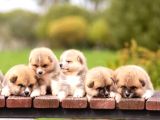 Orjinal Japon Akita Bebeklerimiz