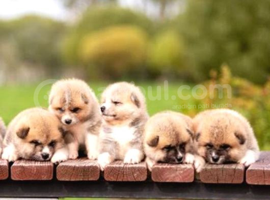 Orjinal Japon Akita Bebeklerimiz görsel