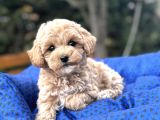 A KALİTE MALTİPOO bebeklerimiz