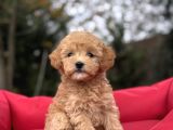 Poodle Ayarinda Malti̇poo Bebekler