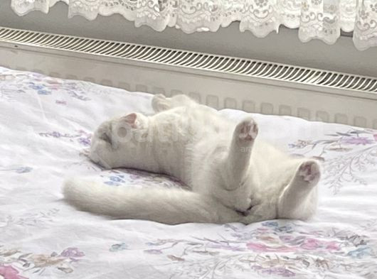 Iyi Bakıcak Kisiler Ulaşsın Lütfen görsel