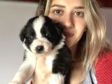 Border Collie Yavrularımız