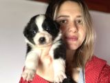 Border Collie Yavrularımız