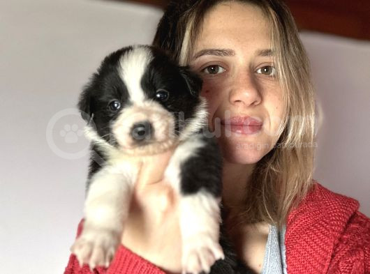 Border Collie Yavrularımız görsel