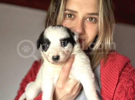 Border Collie Yavrularımız görsel
