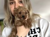 Toy Poodle Yavru