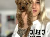 Toy Poodle Yavru