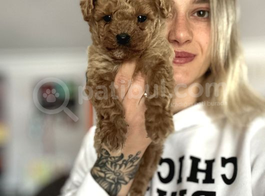 Toy Poodle Yavru görsel