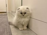 Scottish Fold