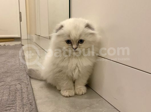 Scottish Fold görsel