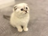 Scottish Fold