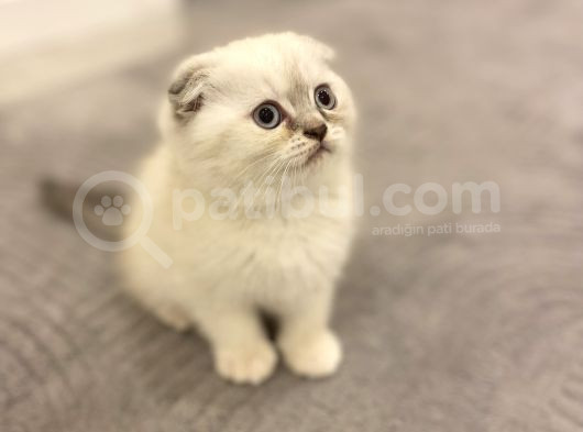 Scottish Fold görsel