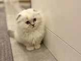 Scottish Fold