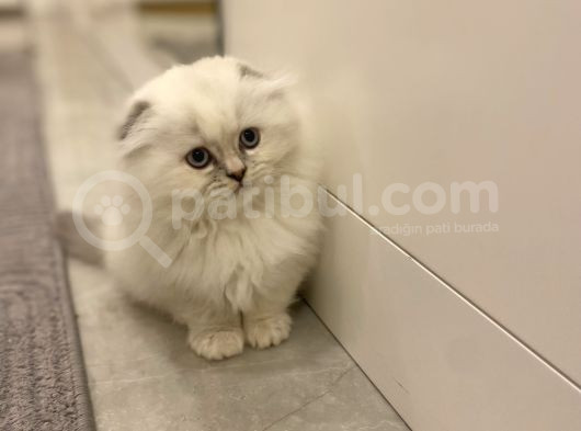 Scottish Fold görsel