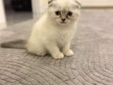 Scottish Fold