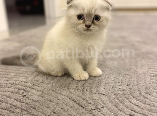Scottish Fold görsel