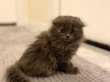 Scottish fold