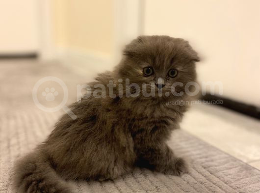 Scottish Fold