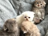 Top Kafa Scottish Fold Yavruları