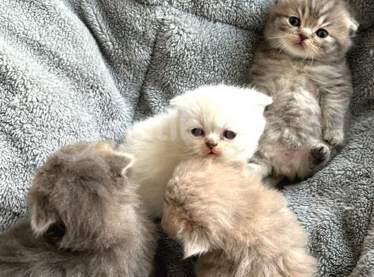 Top Kafa Scottish Fold Yavruları görsel