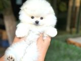 Ayı surat Pomeranian Saflan Garantili orjinal Teddy