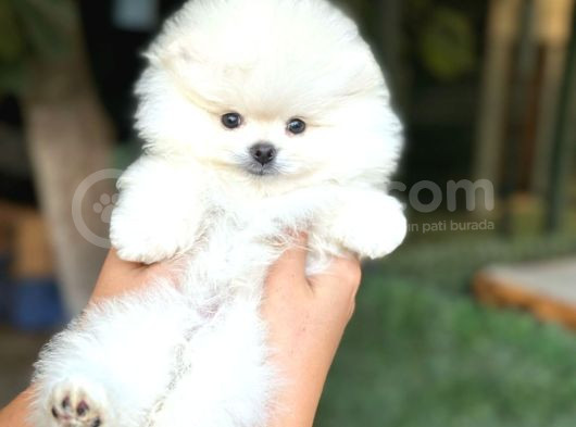 Ayı Surat Pomeranian Saflan Garantili Orjinal Teddy