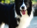Border Collie Yavrularımız