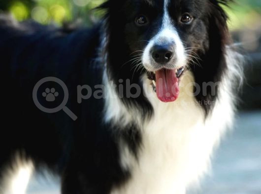 Border Collie Yavrularımız görsel