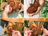 Redbrow Kahverengi Her Bütçeye Uygun Toy Poodle