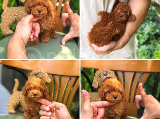 Redbrow Kahverengi Her Bütçeye Uygun Toy Poodle görsel