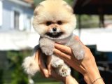 Ayı surat orange beyaz Orijinal safkan Pomeranian