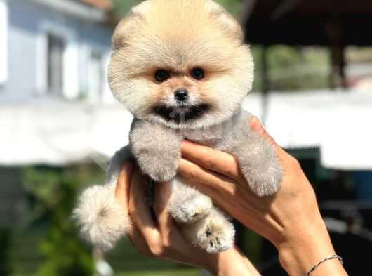 Ayı Surat Orange Beyaz Orijinal Safkan Pomeranian