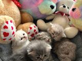 Top Kafa Scottish Fold Yavruları